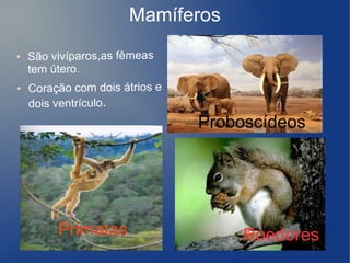 Mamíferos
●   São vivíparos,as fêmeas
    tem útero.
●   Coração com dois átrios e
    dois ventrículo.
                                Proboscídeos




         Primatas                    Roedores
 
