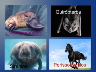 Quirópteros



Monotremados




Sirênios       Perissodáctilos
 