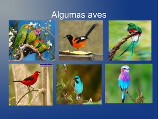 Algumas aves
 
