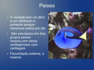 Peixes
●   O coração tem um átrio
    e um ventriculo e
    somente sangue
    venenosa passa por ele
●    São estudados em dois
    grupos peixes
    osseos,com ossos
    cartilaginosos com
    cartilagem.
●   Fecundação externa, a
    maioria
 