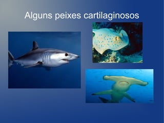 Alguns peixes cartilaginosos
 