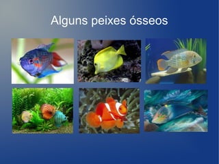Alguns peixes ósseos
 
