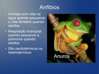 Anfíbios
●   Animais com vida na
    água quando pequenos
    e vida terrestre quando
    adultos
●   Respiração branquial
    quando pequenos e
    pulmonar quando
    adultos
●   São pecilotérmicos ou
    heterotérmicos
                              Anuros
                               Anuros
 