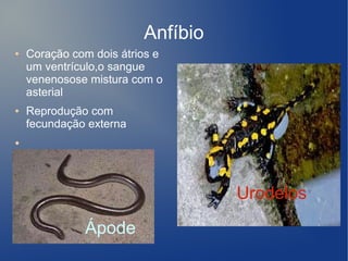 Anfíbio
●   Coração com dois átrios e
    um ventrículo,o sangue
    venenosose mistura com o
    asterial
●   Reprodução com
    fecundação externa
●




                                   Urodelos
              Ápode
 