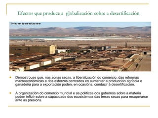 Efectos que produce a  globalización sobre a desertificación   Demostrouse que, nas zonas secas, a liberalización do comercio, das reformas macroeconómicas e dos esforzos centrados en aumentar a producción agrícola e ganadeira para a exportación poden, en ocasións, conducir á desertificación.  A organización do comercio mundial e as políticas dos gobernos sobre a materia poden influír sobre a capacidade dos ecosistemas das terras secas para recuperarse ante as presións. 