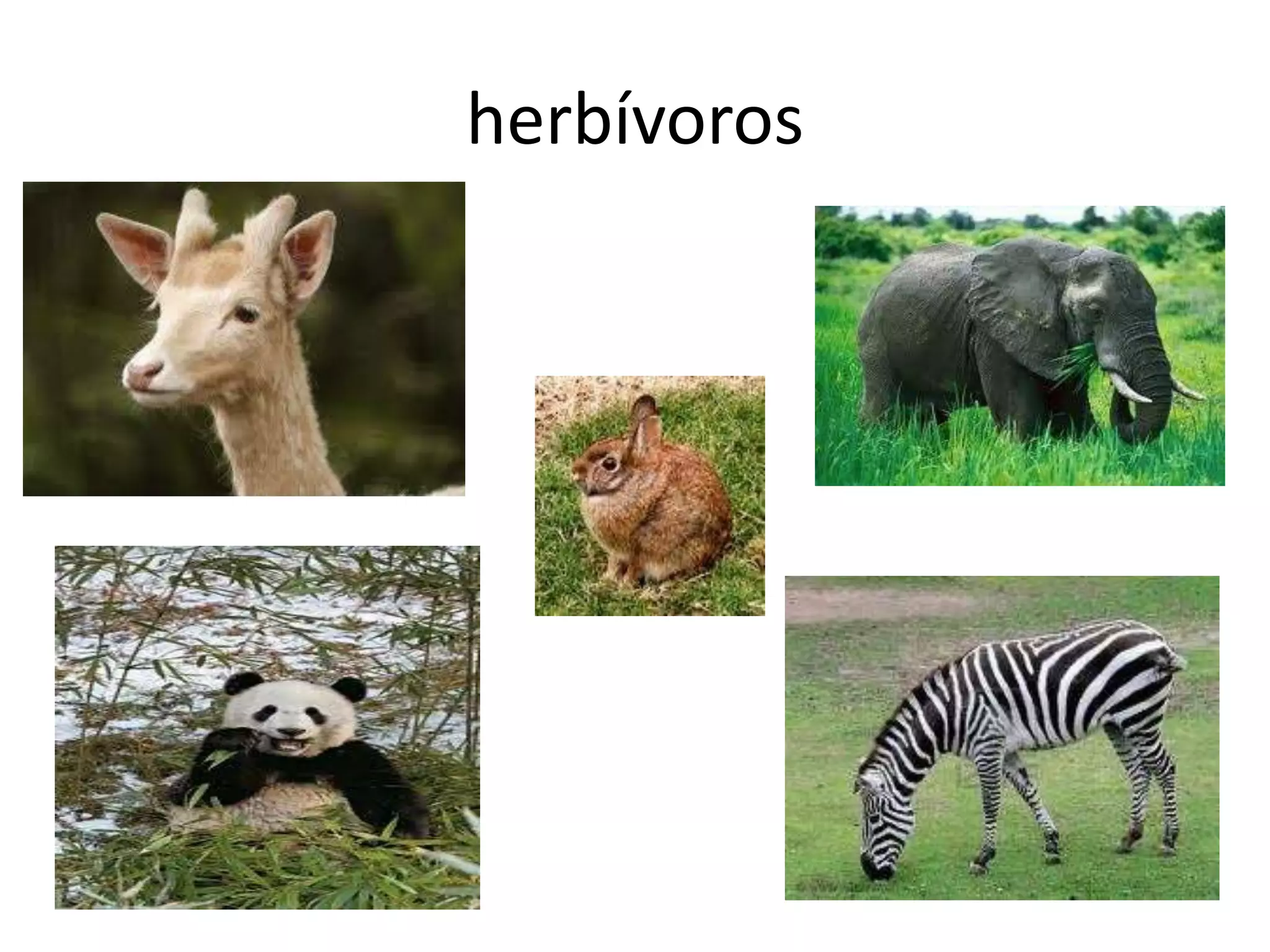 herbívoros
