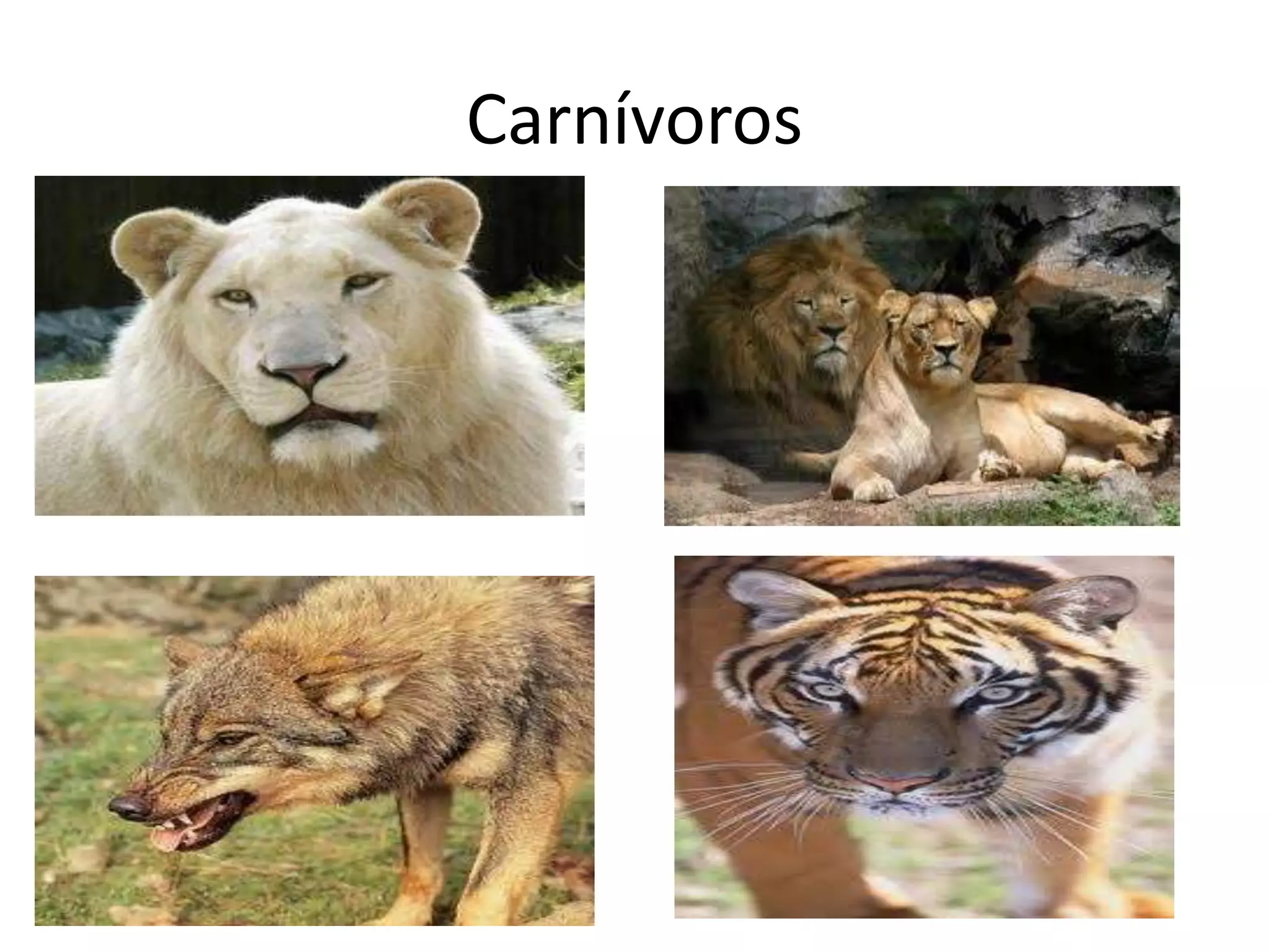 Carnívoros