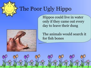 The Poor Ugly Hippo
Hippos could live in water
only if they came out every
day to leave their dung
The animals would search it
for fish bones
 