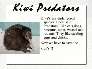 Kiwi Predators ,[object Object],[object Object],[object Object]