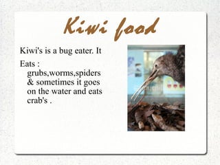 Kiwi food Kiwi's is a bug eater. It  Eats : grubs,worms,spiders & sometimes it goes on the water and eats crab's .  