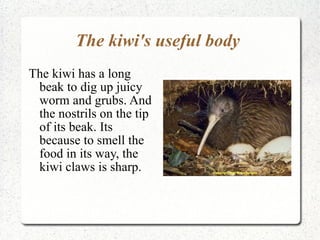 The kiwi's useful body  The kiwi has a long beak to dig up juicy worm and grubs. And the nostrils on the tip of its beak. Its because to smell the food in its way, the kiwi claws is sharp.  