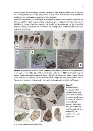 7
G. N. Hotos, Messolonghi Greece - 2018
lower inclusions and never heavily vacuolated with full of algae vacuoles. Additionally no matter if
the culture conditions are suitable (replacement of fresh water, temperature, plenty of food) the
small cells never initiate again a population of big individuals.
The above phenomenon can probably be attributed to the deterioration of culture conditions but
its irreversibility is highly puzzling and demands thorough investigation. Nevertheless for those
intending to culture Fabrea continuously, the keeping of big individuals can be attained by
frequent seeding new cultures with cells from a pre-existing culture that has not been left for so
long in the same vessel.
Figure 6. Polymorphism in Fabrea salina. In (A) an array of various cell forms exhibiting variations
in every part of the cell (length, width, mouth region, proboscis). In (B) the proboscis is long and
curved. In (C) that comes from extreme salinity (180 ppt) the whole snout area is curved, the cilia
of the proboscis are very long and the AZM very small. In (D) is the most common snout form of
Fabrea, to be considered (in an arbitrary way) as the ordinary and prevalent form of Fabrea.
Figure 7.
Polymorphism of
Fabrea salina. This
collage sums up some
of the most frequently
encountered cell shapes
in cultures of Fabrea at
medium to high
salinities (35-110 ppt).
They are from the big
sized Fabrea (~300 μm)
and most of the
variation lays on the
snout area.
 