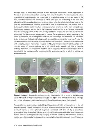 8
G. N. Hotos, Messolonghi Greece - 2018
Another aspect of importance, puzzling as well and quite unexplained, is the encystment of
Fabrea. It is well known based on sampling from natural sites that Fabrea encysts and enters
cryptobiosis in order to endure the evaporation of hypersaline ponds. Its cysts are buried in the
mud, withstand dryness and transform to active cells upon the re-flooding of the area. This
adaptation widely spread and common among protozoa helps the colonization of new areas as the
cysts are transferred there either by mud stuck on birds or by wind action. The puzzling thing is
that encystment occurs also in culture vessels even when conditions are far from being adverse.
This happens suddenly and not for all the individuals in captivity nor in all culturing vessels that
keep the same population in the same exactly conditions. There is no trend nor a pattern and
seems that the phenomenon is governed by chance. The process starts with a lowering of the
speed of movement, the rounding of the body and the darkening of the cell's color. The cell moves
to the bottom and the beating of cilia gradually ceases till there are no cilia observed. Around the
cell a thick membranous material is created and the cell turns into a perfect dark brown sphere
with amorphous inside material (no vacuoles, no AZM, no visible macronucleus). I have kept such
cysts for about 1,5 years completely dry in salt crystals and I revived a c.f. 50% of them by
watering their mass. The encystment of Fabrea can be very useful if one wishes to keep a stock of
them but till the elucidation of a certain recipe for accomplishing this at will, it is nothing but
experimentation.
Figure 8. In (A-B-C) 3 steps of transformation of a Fabrea salina cell to a cyst. In (D-E-F) several
views of the cysts in the process of awakening. (C) and (F) are cysts in the terminal stage but in (F)
the cyst starts to awake creating a characteristic funnel shaped opening on the thick wall.
Fabrea salina can also reproduce by budding although this method is rarely employed by the cell
and its triggering cause is unknown. It starts by an initial bulging of the cell in any location that
eventually forms a small spherical outgrowth connected with the cell by a stretchable
protoplasmic band. Gradually in the course of 1-2 hours the connecting band becomes thinner and
thinner while the budding sphere is not changing in volume. Eventually the connection becomes
nothing but a thin thread of protoplasm that eventually breaks and the sphere is freed. The sphere
 
