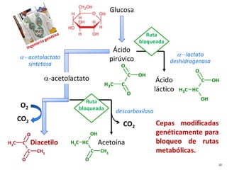 Glucosa
Ácido
pirúvico
Ácido
láctico
Acetoína
Diacetilo
α− lactato
deshidrogenasa
α− acetolactato
sintetasa
descarboxilasa
CO2
CO2
O2
α-acetolactato
Ruta
bloqueada
Ruta
bloqueada
C
H3 C
H
C OH
O
OH
C
H3 C
O
C OH
O
O
CH2OH
H
H
O
H
OH
H
OH
H
OH H
Cepas modificadas
genéticamente para
bloqueo de rutas
metabólicas.
10
C
H3
C
H
C CH3
O
OH
C
H3
C
C CH3
O
O
 