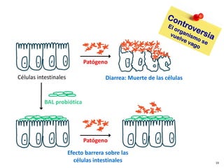 Diarrea: Muerte de las células
Células intestinales
BAL probiótica
Patógeno
Efecto barrera sobre las
células intestinales
Patógeno
19
 