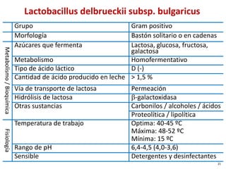 Lactobacillus delbrueckii subsp. bulgaricus
Grupo Gram positivo
Morfología Bastón solitario o en cadenas
Metabolismo
/
Bioquímica
Azúcares que fermenta Lactosa, glucosa, fructosa,
galactosa
Metabolismo Homofermentativo
Tipo de ácido láctico D (-)
Cantidad de ácido producido en leche > 1,5 %
Vía de transporte de lactosa Permeación
Hidrólisis de lactosa β-galactoxidasa
Otras sustancias Carbonilos / alcoholes / ácidos
Proteolítica / lipolítica
Fisiología
Temperatura de trabajo Optima: 40-45 ºC
Máxima: 48-52 ºC
Mínima: 15 ºC
Rango de pH 6,4-4,5 (4,0-3,6)
Sensible Detergentes y desinfectantes
21
 