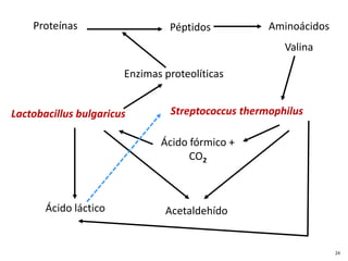 Proteínas Péptidos
Streptococcus thermophilus
Lactobacillus bulgaricus
Enzimas proteolíticas
Ácido fórmico +
CO2
Ácido láctico Acetaldehído
24
Aminoácidos
Valina
 