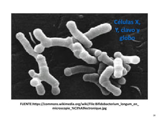 FUENTE:https://commons.wikimedia.org/wiki/File:Bifidobacterium_longum_en_
microscopie_%C3%A9lectronique.jpg
Células X,
Y, clavo y
globo
28
 