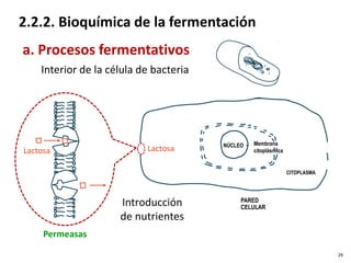 2.2.2. Bioquímica de la fermentación
Interior de la célula de bacteria
a. Procesos fermentativos
Permeasas
Lactosa Lactosa
Introducción
de nutrientes
NÚCLEO
CITOPLASMA
Membrana
citoplásmica
PARED
CELULAR
29
 