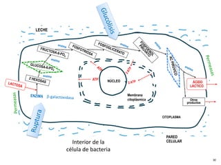 NÚCLEO
CITOPLASMA
Membrana
citoplásmica
ATP
PARED
CELULAR
LECHE
ÁCIDO
LÁCTICO
Otros
productos
Interior de la
célula de bacteria
30
 