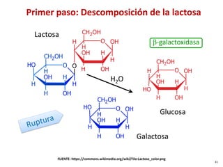 Primer paso: Descomposición de la lactosa
O
CH2OH
H
H
H
OH
H
O
O
H
OH H
O
CH2OH
H
H OH
H
OH
H
OH H
O
CH2OH
H
H
O
H
OH
H
OH
H
OH H
O
CH2OH
H
H
H
OH
H
OH
O
H
OH H
Lactosa
Galactosa
Glucosa
H2O
β-galactoxidasa
FUENTE: https://commons.wikimedia.org/wiki/File:Lactose_color.png
31
 