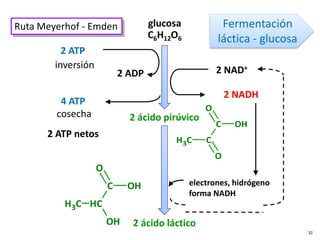 glucosa
C6H12O6
2 ATP
4 ATP
2 NADH
2 ácido láctico
electrones, hidrógeno
forma NADH
2 NAD+
2 ADP
2 ácido pirúvico
cosecha
inversión
2 ATP netos
Fermentación
láctica - glucosa
Ruta Meyerhof - Emden
C
H3 C
H
C OH
O
OH
C
H3 C
O
C OH
O
32
 