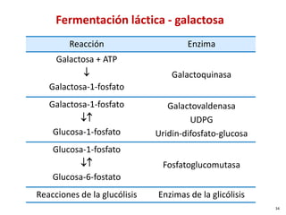 Reacción Enzima
Galactosa + ATP
↓
Galactosa-1-fosfato
Galactoquinasa
Galactosa-1-fosfato
↓↑
Glucosa-1-fosfato
Galactovaldenasa
UDPG
Uridin-difosfato-glucosa
Glucosa-1-fosfato
↓↑
Glucosa-6-fostato
Fosfatoglucomutasa
Reacciones de la glucólisis Enzimas de la glicólisis
Fermentación láctica - galactosa
34
 