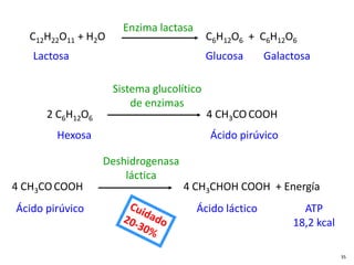 C12H22O11 + H2O C6H12O6 + C6H12O6
Lactosa Glucosa Galactosa
Enzima lactasa
Sistema glucolítico
de enzimas
2 C6H12O6 4 CH3COCOOH
Hexosa Ácido pirúvico
Deshidrogenasa
láctica
4 CH3COCOOH 4 CH3CHOH COOH + Energía
Ácido pirúvico Ácido láctico ATP
18,2 kcal
35
 