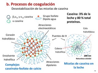 b. Procesos de coagulación
Desestabilización de las micelas de caseína
Micelas de caseína en
la leche
Caseína: 3% de la
leche y 80 % total
proteínas.
Complejos
caseinato-fosfato de calcio
Corazón
hidrofóbico
κ-caseína
β,αs1 y αs2-caseína Grupo fosfato
Cola
hidrofóbica
Cabeza
hidrofílica
200 nm
Naturaleza coloidal
Atracciones
electroestáticas
Dipolo agua
Atracciones
dipolares
Puentes de H
Envolvente
hidrofílica
36
 