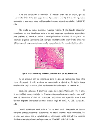 81
Além dos osteoblastos e osteócitos, há também outro tipo de células, que são
denominadas Osteoclastos (do grego klastos, “quebrar”, “destruir”), de tamanho superior se
comparado às anteriores, sendo multinucleadas (possuem mais de um núcleo) (MELDAU,
s.d.).
São dotadas de muitos lisossomos (organela responsável pela digestão intracelular)
mergulhados em seu hialoplasma, além de elevado número de mitocôndrias (responsáveis
pelo processo de respiração celular e, consequentemente, obtenção de energia) e um
complexo golgiense (responsável pela secreção celular) bastante desenvolvido, sendo tais
células responsáveis por destruir áreas lesadas ou envelhecidas dos ossos (MELDAU, s.d.).
Figura 68 – Fotomicrografia óssea, com destaque para o Osteoclasto
Há um consenso entre os cientistas de que o processo de recomposição óssea esteja
ligado diretamente à ação conjunta de constituição e destruição do tecido ósseo,
empreendidas, respectivamente, pelos osteoblastos e osteoclastos (SÓ BIOLOGIA, s.d.).
Em média, a atividade de construção óssea é maior até os 20 anos; entre 35 e 45 anos,
há um equilíbrio entre a produção e a desconstrução das células ósseas; porém, após os 45
anos, os osteoclastos (células de “destruição”) apresentam uma ação mais ativa, e que
resultam em perdas consecutivas de massa óssea ao longo dos anos (DRAUZIO VARELLA,
s.d.).
Quando ocorre uma perda de 10 a 15% da massa óssea, configura-se um caso de
osteopenia (estágio precedente à osteoporose). No entanto, quando a perda compromete 25%
ou mais dos ossos, tem-se caracterizada a osteoporose, sendo notável pelo aumento
significativo dos poros ósseos, enfraquecendo-os (DRAUZIO VARELLA, s.d.).
 