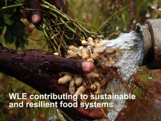 Water Land and Ecosystems (WLE): Building resilience in food production ...