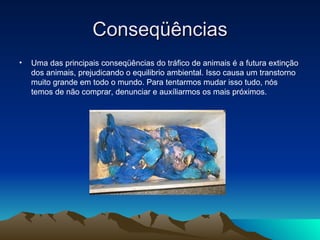 Conseqüências Uma das principais conseqüências do tráfico de animais é a futura extinção dos animais, prejudicando o equilibrio ambiental. Isso causa um transtorno muito grande em todo o mundo. Para tentarmos mudar isso tudo, nós temos de não comprar, denunciar e auxíliarmos os mais próximos.  