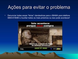 Ações para evitar o problema Denunciar todas essas “feiras” clandestinas para o IBAMA para telefone 0800-618080 e Auxíliar todos os mais próximos ou isso pode acontecer!  