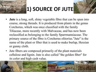 1) SOURCE OF JUTE
• Jute is a long, soft, shiny vegetable fibre that can be spun into
coarse, strong threads. It is produced from plants in the genus
Corchorus, which was once classified with the family
Tiliaceae, more recently with Malvaceae, and has now been
reclassified as belonging to the family Sparrmanniaceae. The
primary source of the fibre is Corchorus olitorius."Jute" is the
name of the plant or fiber that is used to make burlap, Hessian
or gunny cloth.
• Jute fibers are composed primarily of the plant materials
cellulose and lignin. Jute is also called "the golden fiber" for
its color and high cash value.
 