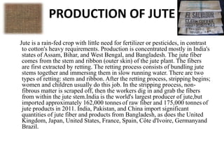 PRODUCTION OF JUTE
Jute is a rain-fed crop with little need for fertilizer or pesticides, in contrast
to cotton's heavy requirements. Production is concentrated mostly in India's
states of Assam, Bihar, and West Bengal, and Bangladesh. The jute fiber
comes from the stem and ribbon (outer skin) of the jute plant. The fibers
are first extracted by retting. The retting process consists of bundling jute
stems together and immersing them in slow running water. There are two
types of retting: stem and ribbon. After the retting process, stripping begins;
women and children usually do this job. In the stripping process, non-
fibrous matter is scraped off, then the workers dig in and grab the fibers
from within the jute stem.India is the world's largest producer of jute,but
imported approximately 162,000 tonnes of raw fiber and 175,000 tonnes of
jute products in 2011. India, Pakistan, and China import significant
quantities of jute fiber and products from Bangladesh, as does the United
Kingdom, Japan, United States, France, Spain, Côte d'Ivoire, Germanyand
Brazil.
 