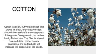 COTTON
Cotton is a soft, fluffy staple fiber that
grows in a boll, or protective case,
around the seeds of the cotton plants
of the genus Gossypium in the mallow
family Malvaceae. The fiber is almost
pure cellulose. Under natural
conditions, the cotton bolls will
increase the dispersal of the seeds.
 