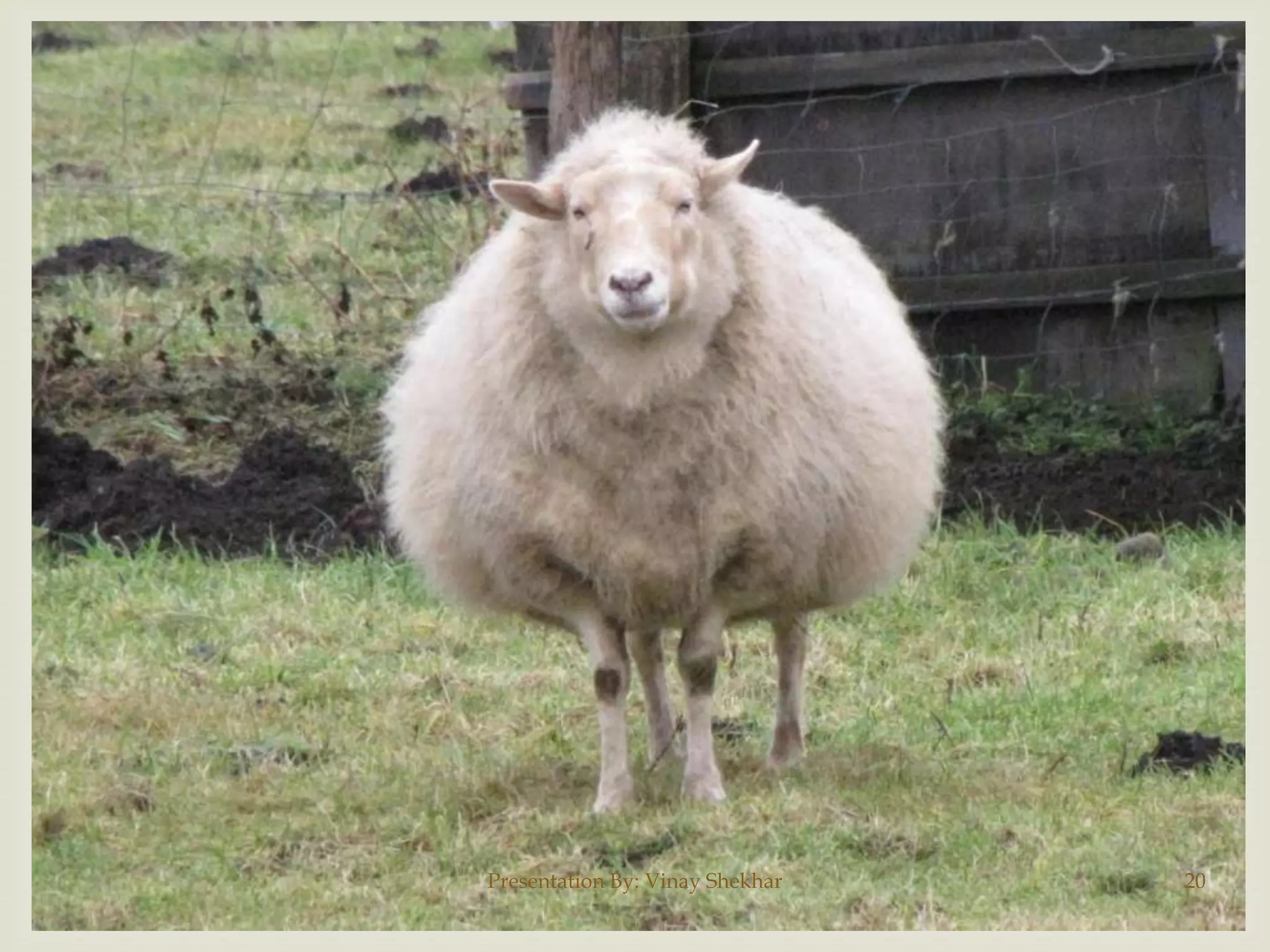 Presentation By: Vinay Shekhar

20

 