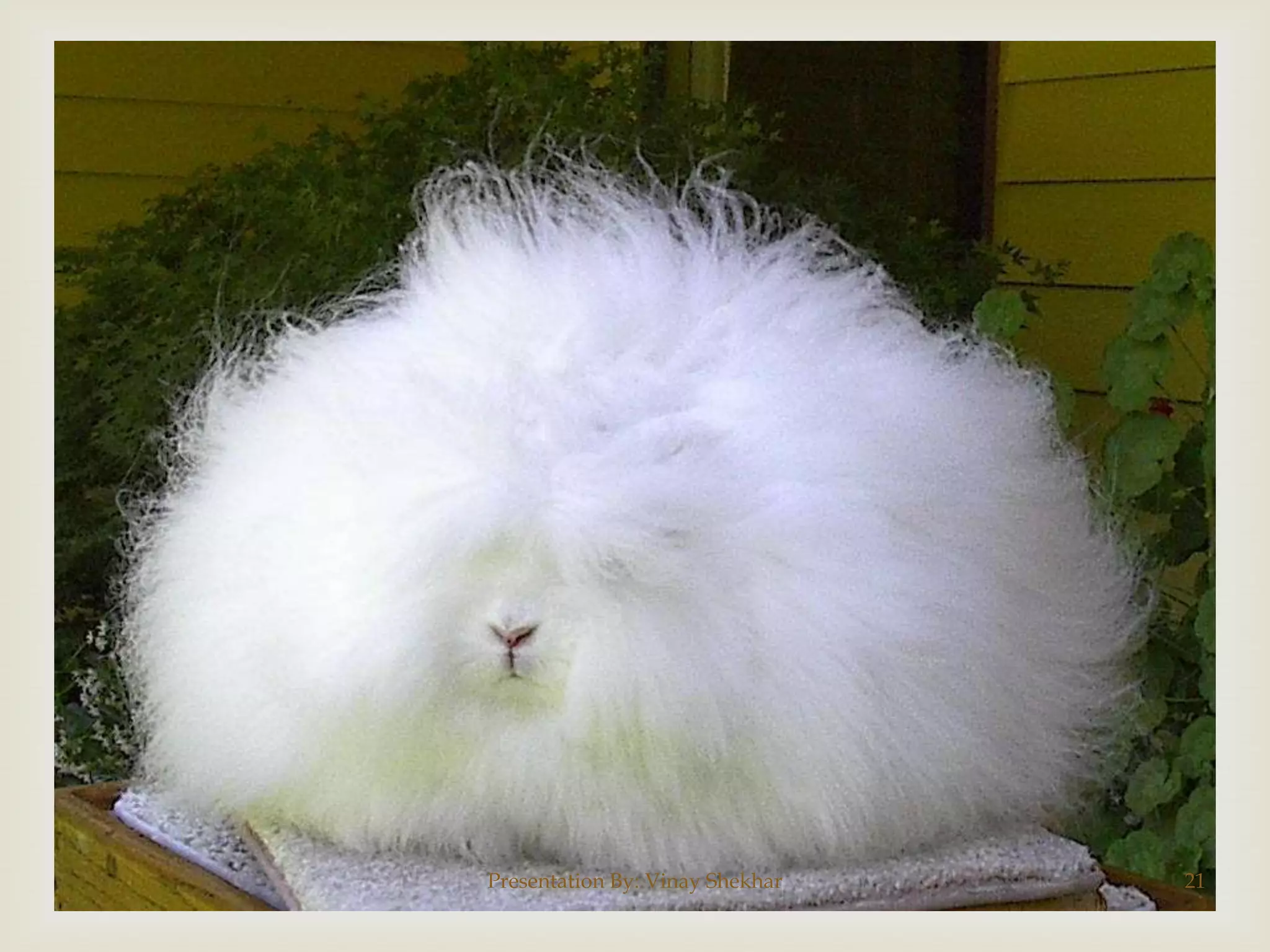 Presentation By: Vinay Shekhar

21

 