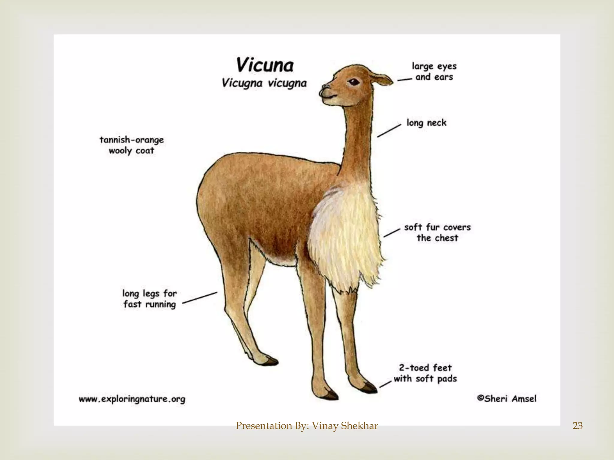 Presentation By: Vinay Shekhar

23

 