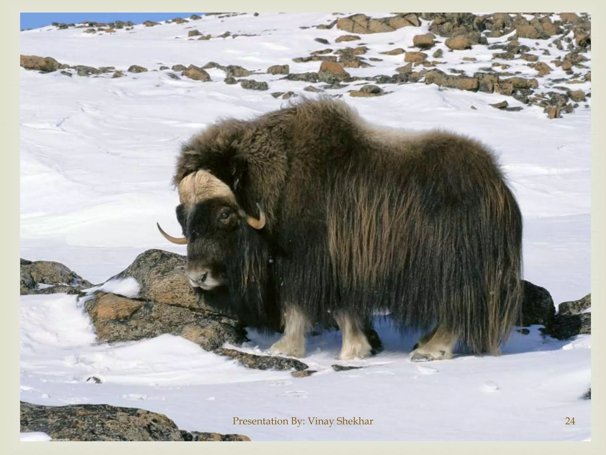 Presentation By: Vinay Shekhar

24

 