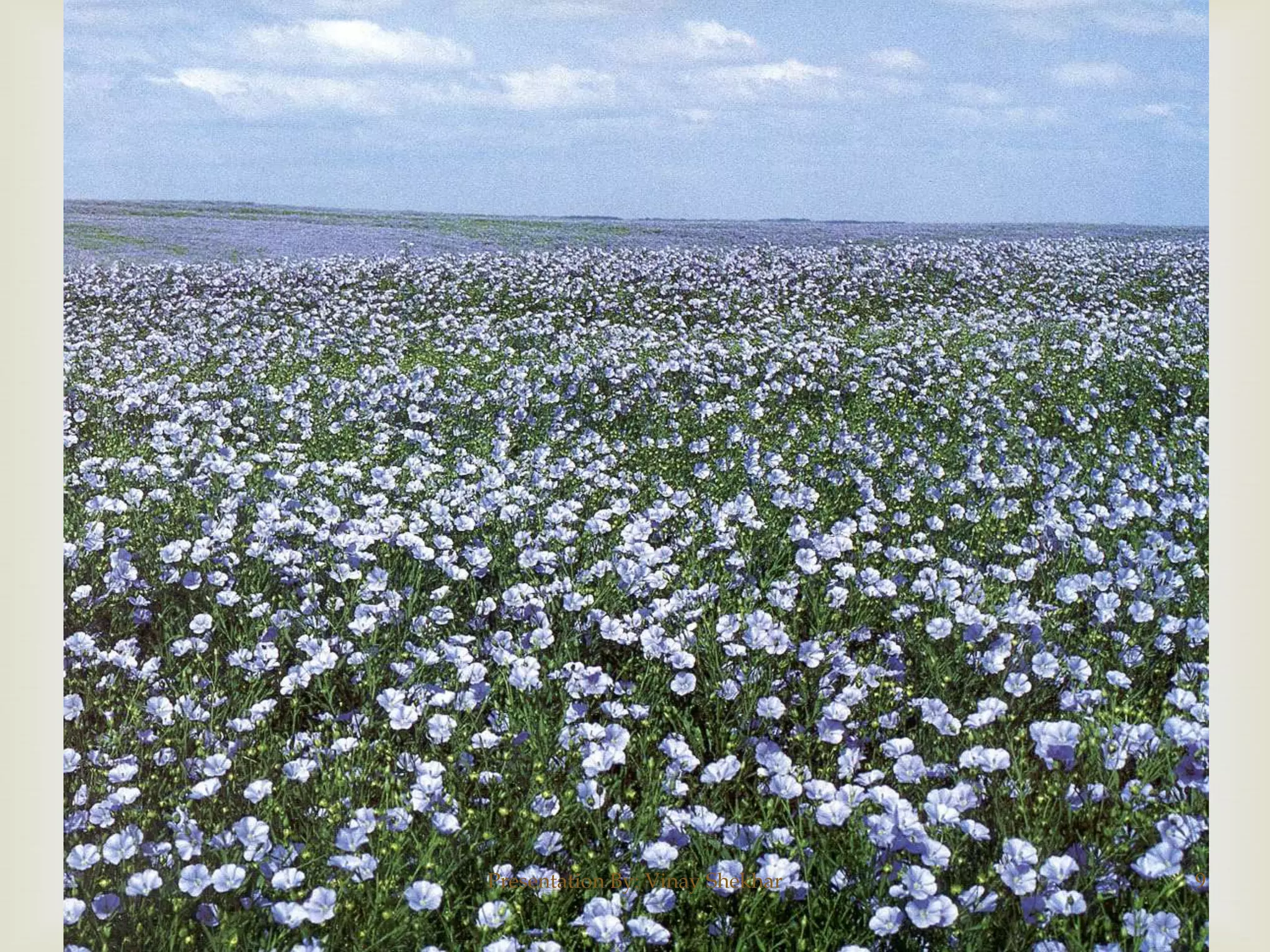 Presentation By: Vinay Shekhar

9

 