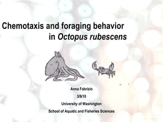 Anna Fabrizio 3/9/10 University of Washington School of Aquatic and Fisheries Sciences Chemotaxis and foraging behavior  in  Octopus rubescens 