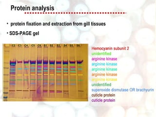 Protein analysis <ul><li>protein fixation and extraction from gill tissues </li></ul><ul><li>SDS-PAGE gel </li></ul>C2  C3...