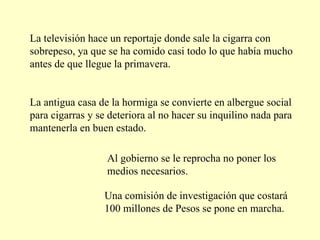 La televisión hace un reportaje donde sale la cigarra con sobrepeso, ya que se ha comido casi todo lo que había mucho antes de que llegue la primavera. La antigua casa de la hormiga se convierte en albergue social para cigarras y se deteriora al no hacer su inquilino nada para mantenerla en buen estado. Al gobierno se le reprocha no poner los  medios necesarios.  Una comisión de investigación que costará 100 millones de Pesos se pone en marcha. 