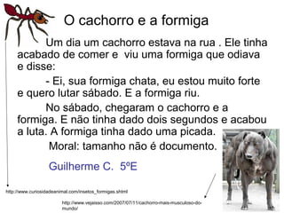 O cachorro e a formiga
Um dia um cachorro estava na rua . Ele tinha
acabado de comer e viu uma formiga que odiava
e disse:
- Ei, sua formiga chata, eu estou muito forte
e quero lutar sábado. E a formiga riu.
No sábado, chegaram o cachorro e a
formiga. E não tinha dado dois segundos e acabou
a luta. A formiga tinha dado uma picada.
Moral: tamanho não é documento.
http://www.vejaisso.com/2007/07/11/cachorro-mais-musculoso-do-
mundo/
http://www.curiosidadeanimal.com/insetos_formigas.shtml
Guilherme C. 5ºE
 