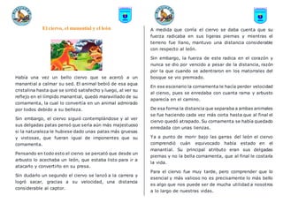 El ciervo, el manantial y el león
Había una vez un bello ciervo que se acercó a un
manantial a calmar su sed. El animal bebió de esa agua
cristalina hasta que se sintió satisfecho y luego, al ver su
reflejo en el límpido manantial, quedó maravillado de su
cornamenta, la cual lo convertía en un animal admirado
por todos debido a su belleza.
Sin embargo, el ciervo siguió contemplándose y al ver
sus delgadas patas pensó que sería aún más majestuoso
si la naturaleza le hubiese dado unas patas más gruesas
y vistosas, que fueran igual de imponentes que su
cornamenta.
Pensando en todo esto el ciervo se percató que desde un
arbusto lo acechaba un león, que estaba listo para ir a
atacarlo y convertirlo en su presa.
Sin dudarlo un segundo el ciervo se lanzó a la carrera y
logró sacar, gracias a su velocidad, una distancia
considerable al captor.
A medida que corría el ciervo se daba cuenta que su
fuerza radicaba en sus ligeras piernas y mientras el
terreno fue llano, mantuvo una distancia considerable
con respecto al león.
Sin embargo, la fuerza de este radica en el corazón y
nunca se dio por vencido a pesar de la distancia, razón
por la que cuando se adentraron en los matorrales del
bosque se vio premiado.
En ese escenario la cornamenta le hacía perder velocidad
al ciervo, pues se enredaba con cuanta rama y arbusto
aparecía en el camino.
De esa forma la distancia que separaba a ambas animales
se fue haciendo cada vez más corta hasta que al final el
ciervo quedó atrapado. Su cornamenta se había quedado
enredada con unas lienzas.
Ya a punto de morir bajo las garras del león el ciervo
comprendió cuán equivocado había estado en el
manantial. Su principal atributo eran sus delgadas
piernas y no la bella cornamenta, que al final le costaría
la vida.
Para el ciervo fue muy tarde, pero comprender que lo
esencial y más valioso no es precisamente lo más bello
es algo que nos puede ser de mucha utilidad a nosotros
a lo largo de nuestras vidas.
 