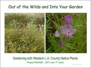 Out of the Wilds and Into Your Garden




  Gardening with Western L.A. County Native Plants
            Project SOUND – 2011 (our 7th year)
                                                  © Project SOUND
 