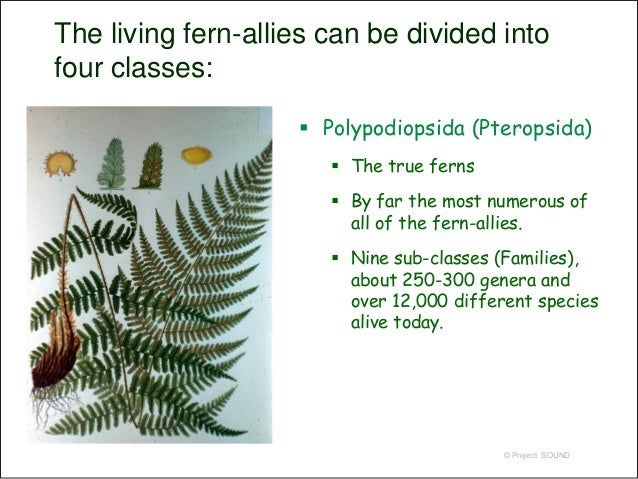 Ferns /& Allies of the North Woods A Handy Field Reference to All 86 of Our Ferns and Allies
