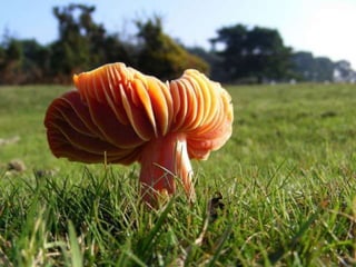 Fabulous fungi (v.m.)