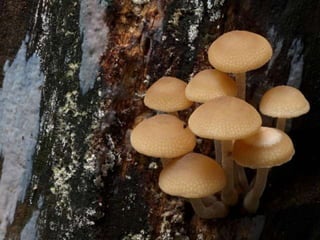 Fabulous fungi (v.m.)